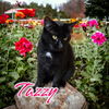 adoptable Cat in Port Clinton, OH named Tazzy