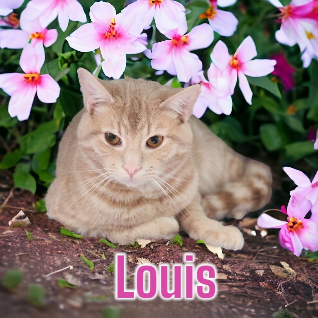 adoptable Cat in Port Clinton, OH named Louis (Vuitton)