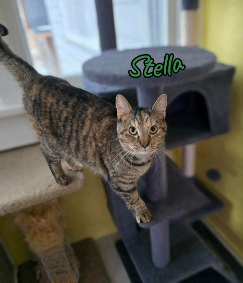 picture of the cat needing adoption