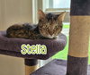 Stella (McCartney) - Photo 2