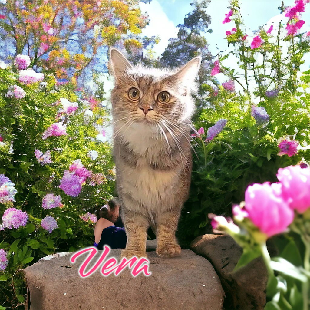 adoptable Cat in Port Clinton, OH named Vera (Wang)