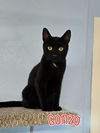 adoptable Cat in linton, IN named Gonzo