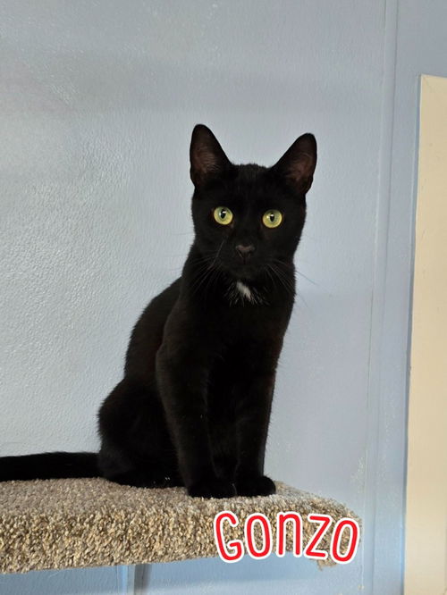 picture of the cat needing adoption