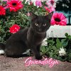 adoptable Cat in port clinton, OH named Gwendolyn