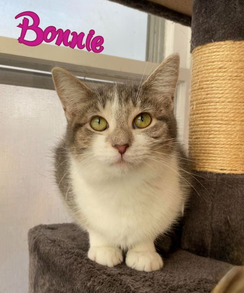 picture of the cat needing adoption
