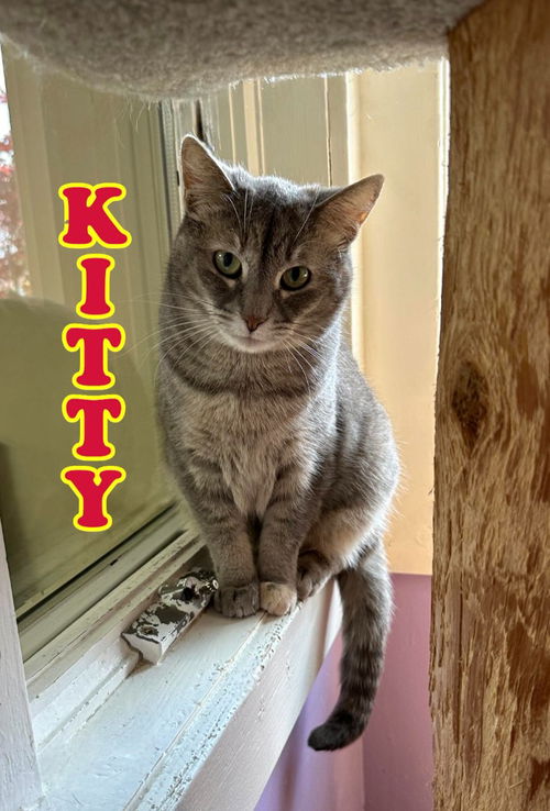 picture of the cat needing adoption