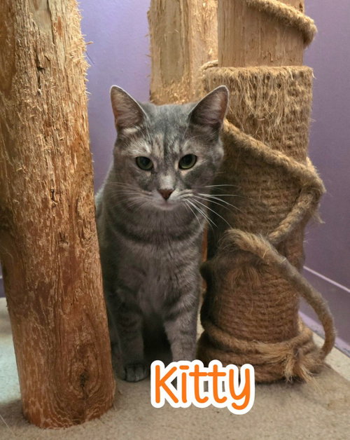 Photo 3 of Kitty (Foreman)