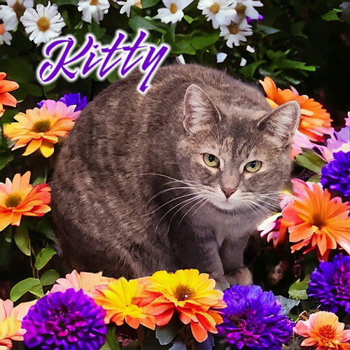 Photo 4 of Kitty (Foreman)