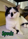 adoptable Cat in linton, IN named Spuds
