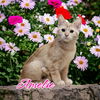 adoptable Cat in Linton, IN named Amelie