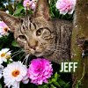 adoptable Cat in port clinton, OH named Jeff