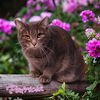 adoptable Cat in linton, IN named Patricia