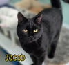 adoptable Cat in linton, IN named Jacob