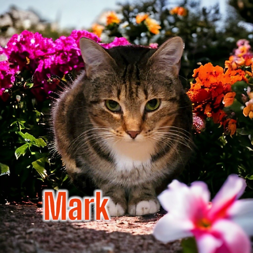 adoptable Cat in Port Clinton, OH named Mark