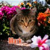adoptable Cat in , OH named Mark