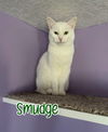 adoptable Cat in linton, IN named Smudge