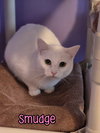 Smudge - Photo 2