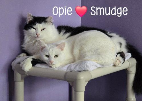Photo 3 of Smudge