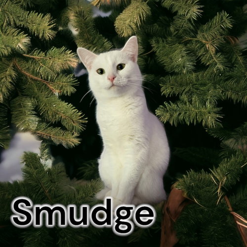 Photo 4 of Smudge
