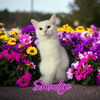 adoptable Cat in Port Clinton, OH named Smudge