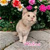 adoptable Cat in port clinton, OH named Helena