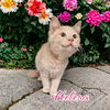 adoptable Cat in Port Clinton, OH named Helena