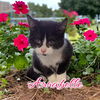 adoptable Cat in Port Clinton, OH named Annabelle