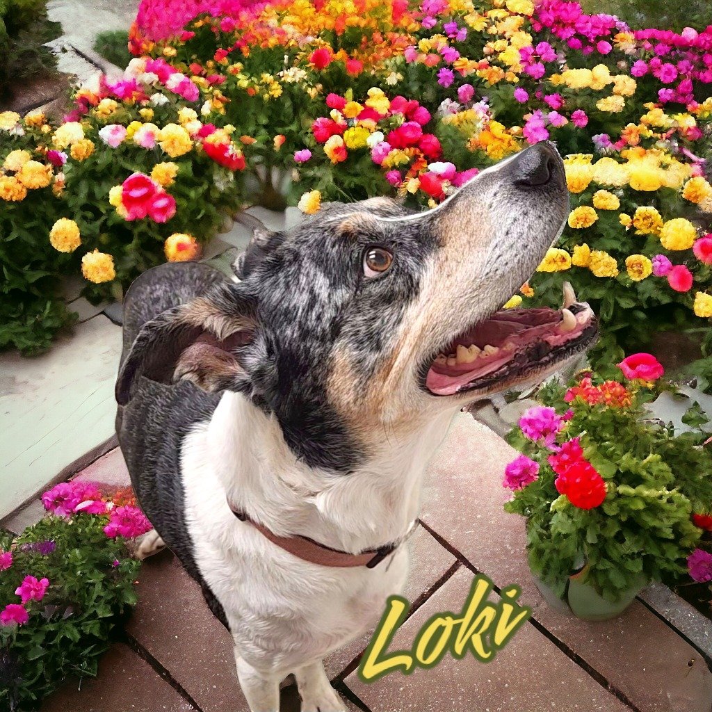adoptable Dog in Port Clinton, OH named Loki
