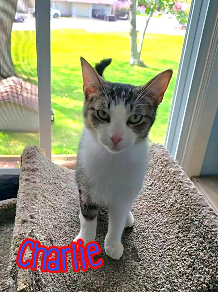 adoptable Cat in Port Clinton, OH named Charlie