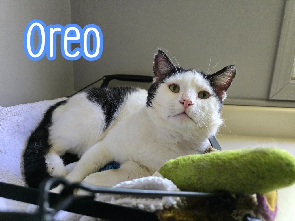 adoptable Cat in Port Clinton, OH named Oreo