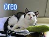 adoptable Cat in linton, IN named Oreo