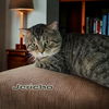 adoptable Cat in Port Clinton, OH named Jericho