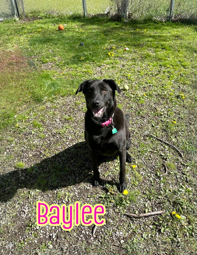 adoptable Dog in Port Clinton, OH named Baylee