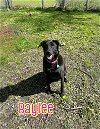 adoptable Dog in  named Baylee