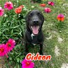 adoptable Dog in  named Gideon