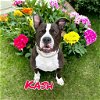 adoptable Dog in linton, IN named Kash