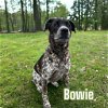 adoptable Dog in linton, IN named Bowie (Atlas)