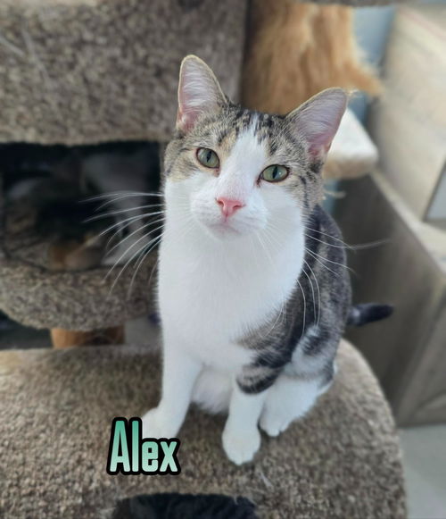 picture of the cat needing adoption