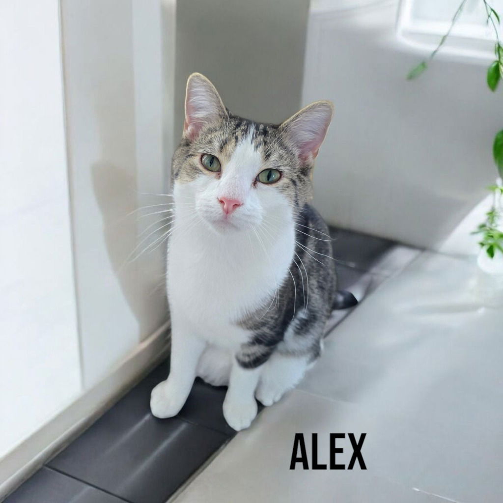 adoptable Cat in Port Clinton, OH named Alex