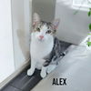 adoptable Cat in Linton, IN named Alex