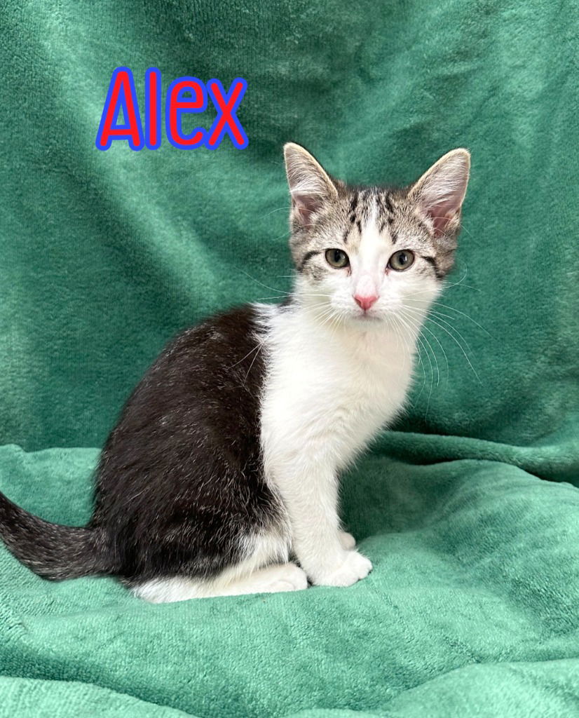 adoptable Cat in Port Clinton, OH named Alex