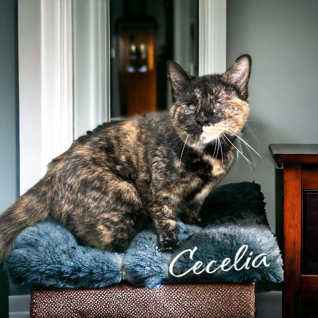 adoptable Cat in Port Clinton, OH named Cecelia