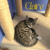 adoptable Cat in Linton, IN named Claire