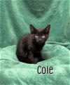 adoptable Cat in port clinton, OH named Cole
