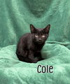 adoptable Cat in Port Clinton, OH named Cole