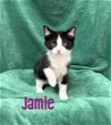 adoptable Cat in port clinton, OH named Jamie