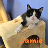 adoptable Cat in Port Clinton, OH named Jamie