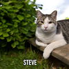 adoptable Cat in linton, IN named Steve