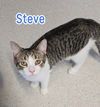 adoptable Cat in Port Clinton, OH named Steve