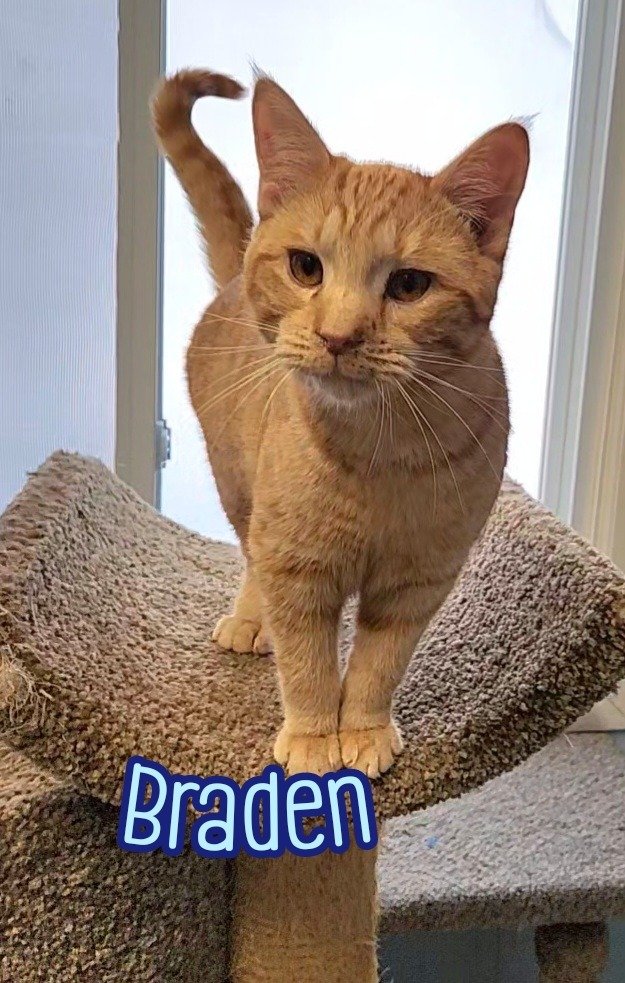 adoptable Cat in Port Clinton, OH named Braden